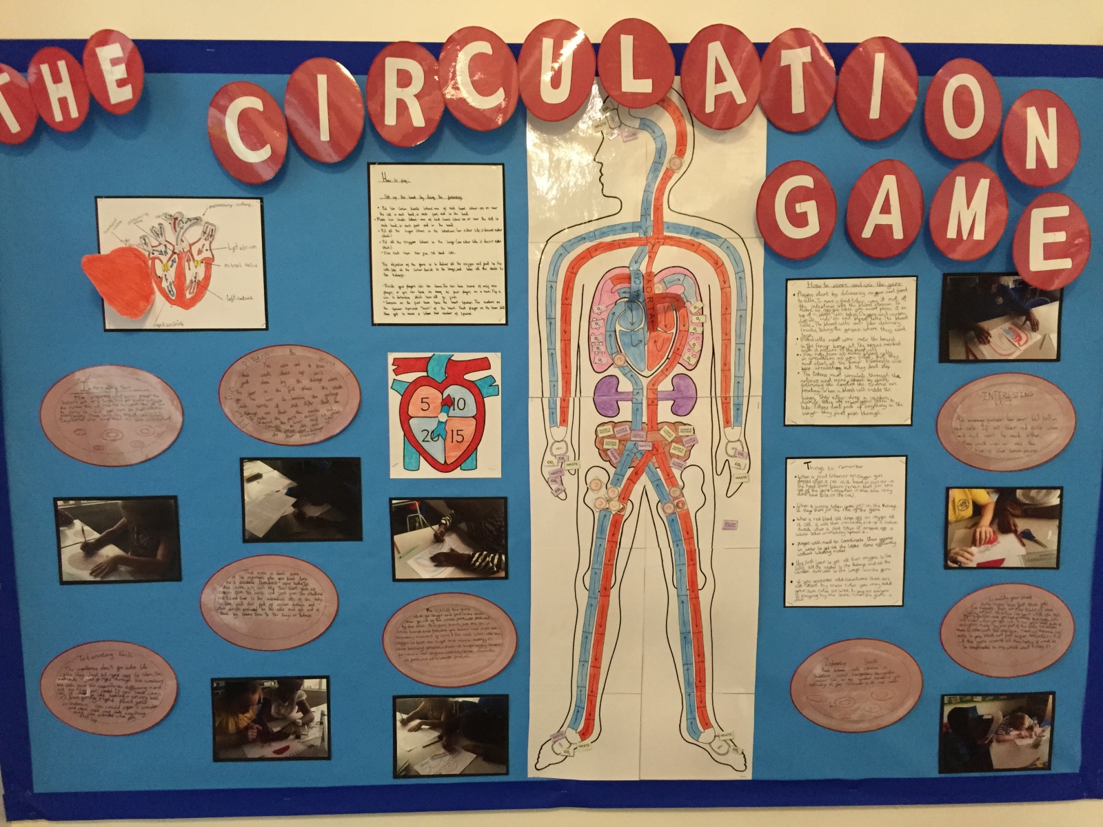 The Circulation Game - St Mark's C of E Primary School