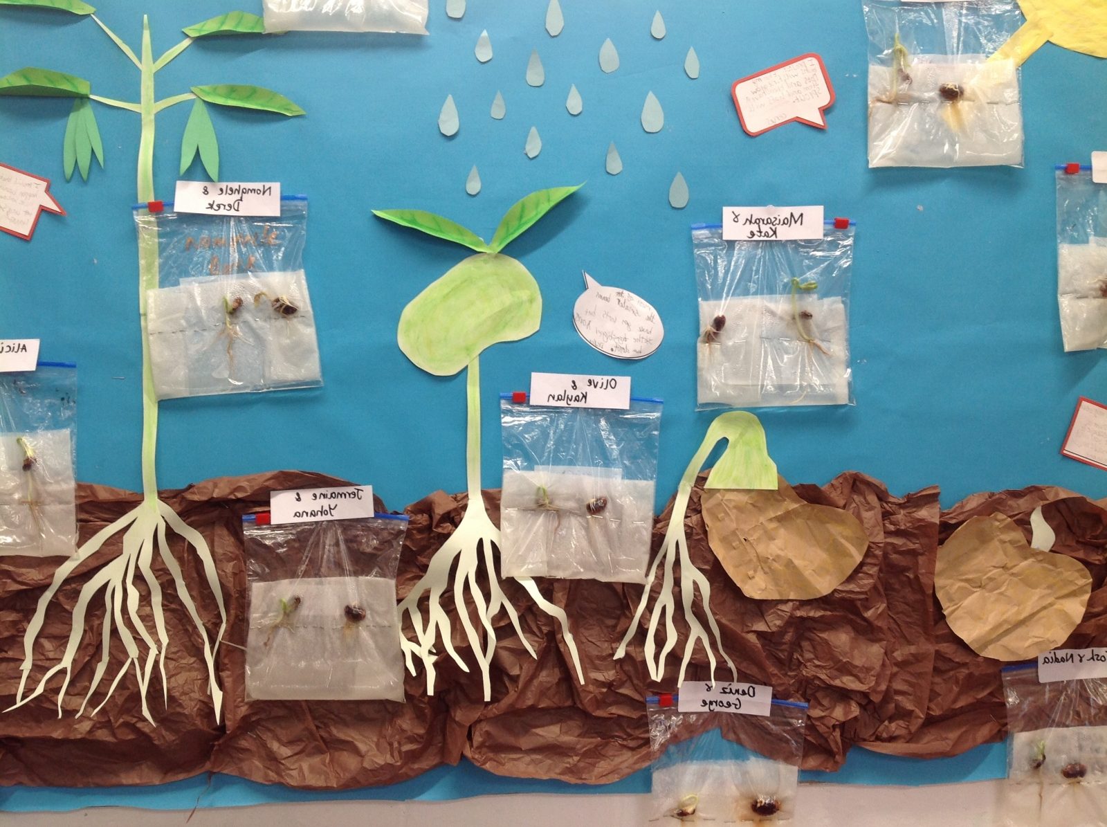 Can you grow a bean in a bag? - St Mark's C of E Primary School